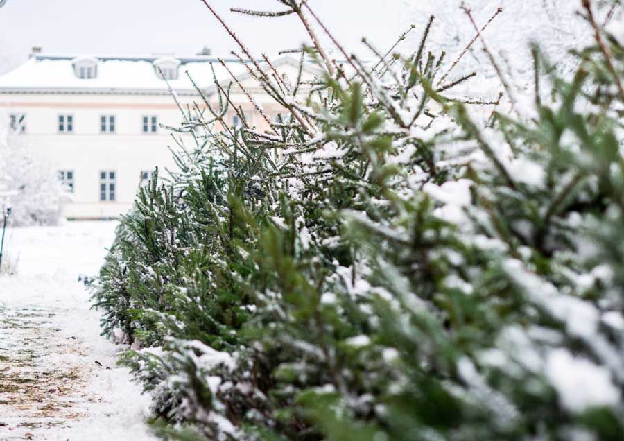 Weihnachtsbäume und Tannengrün