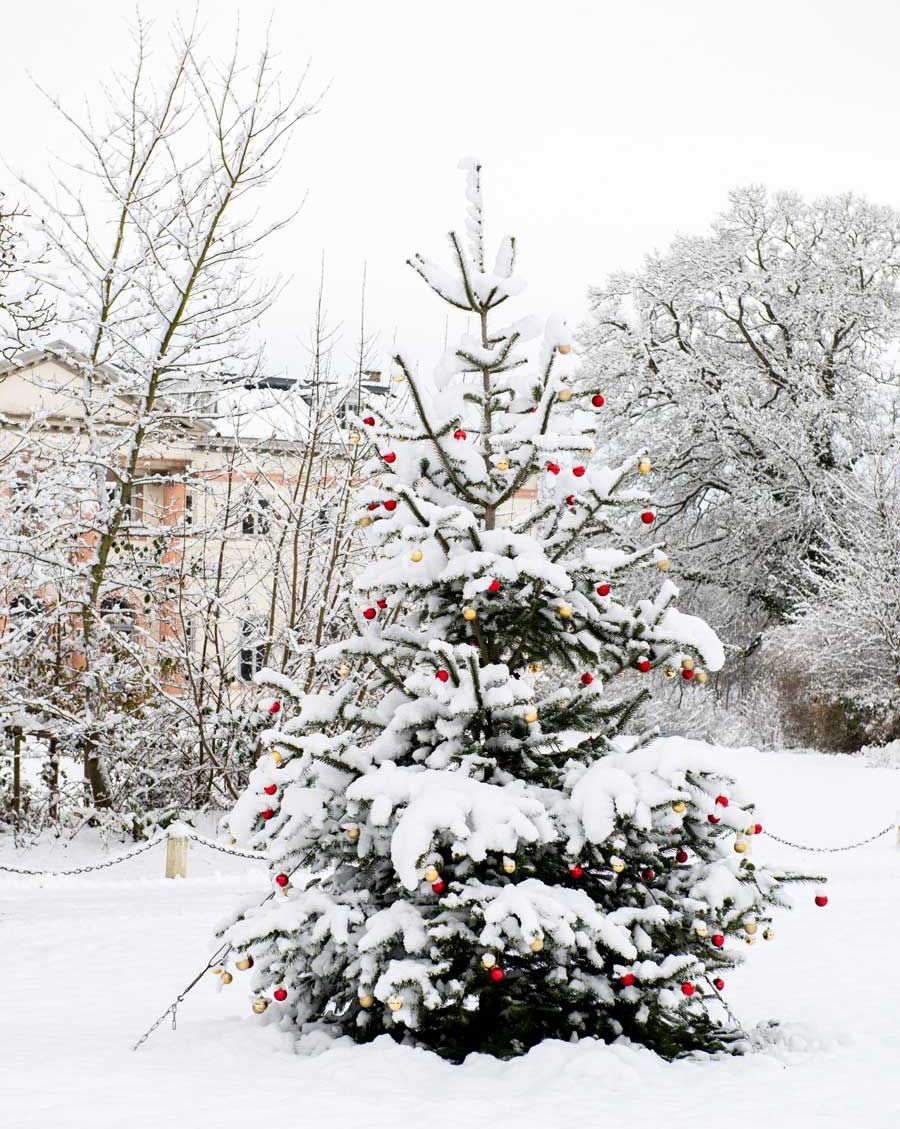 Weihnachtsbäume und Tannengrün
