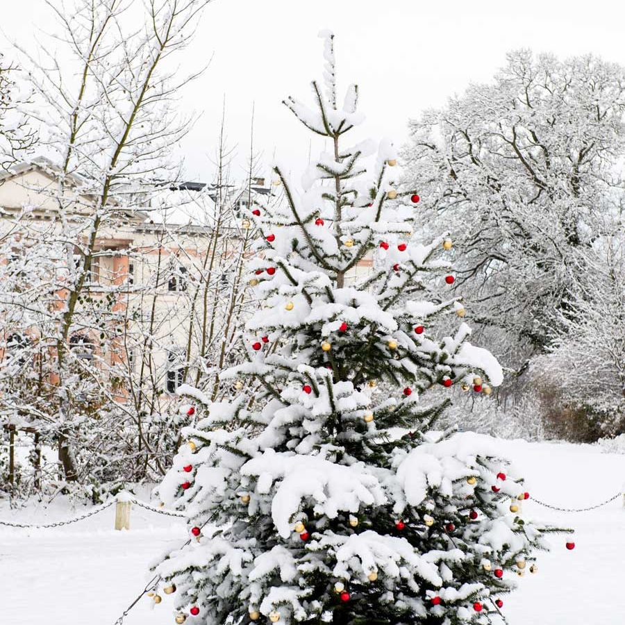 Weihnachtsbäume und Tannengrün