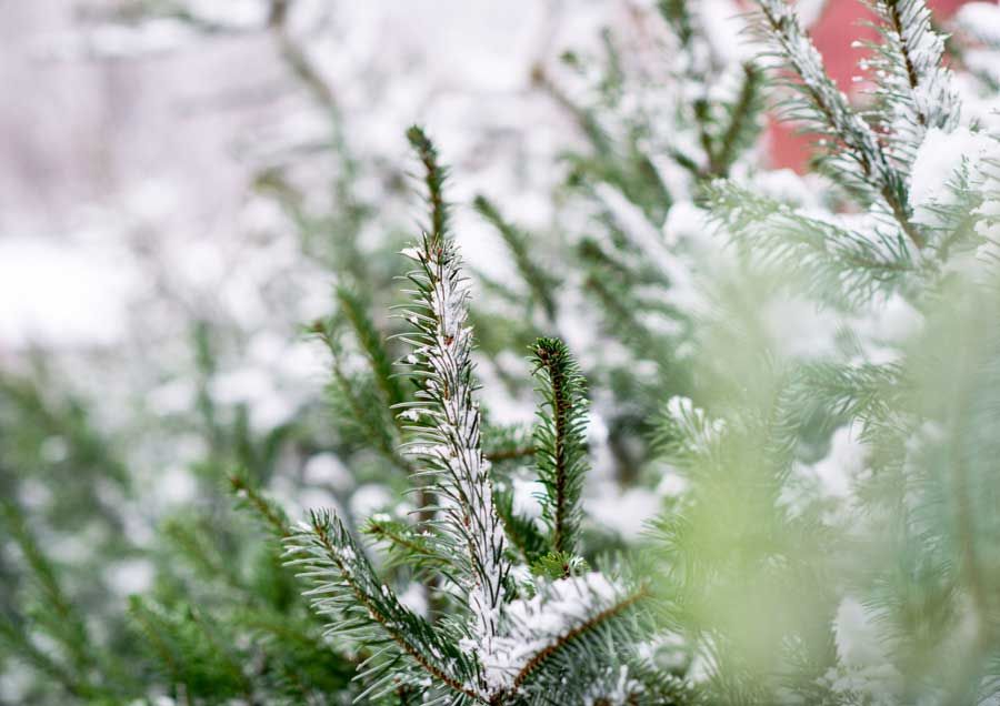Weihnachtsbäume und Tannengrün